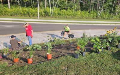 Crosby Roundabout Planting