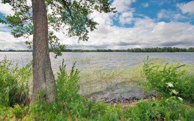 Ecological Restorations