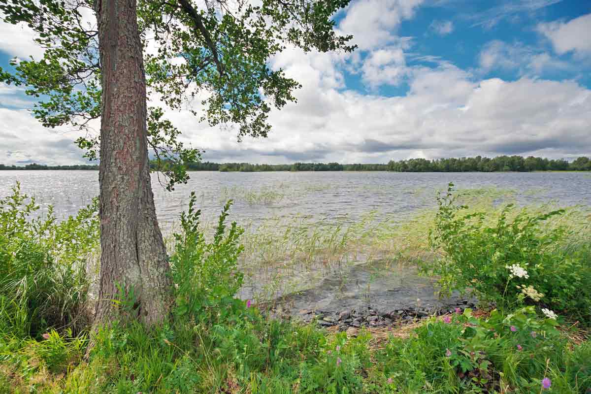 Lake shore native plant restoration