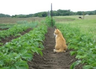 Orange tabby cat sitting in a field of beans