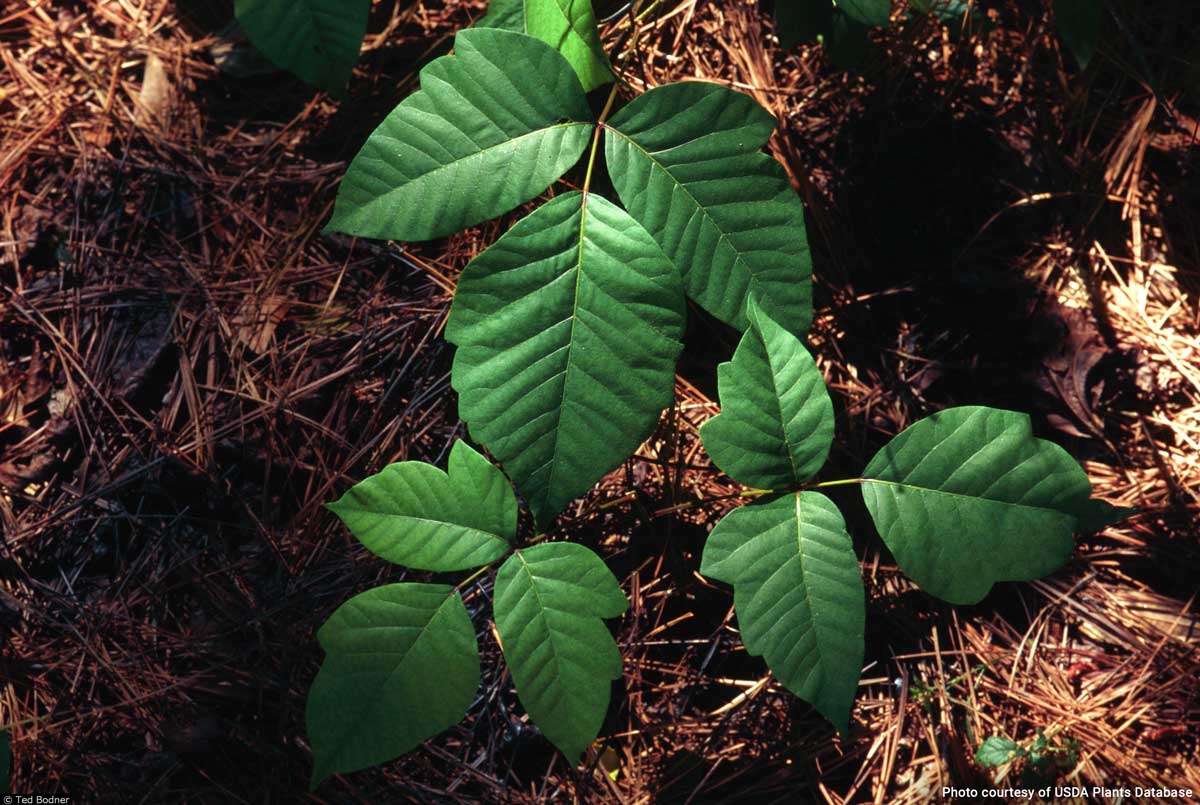 photo of poison ivy