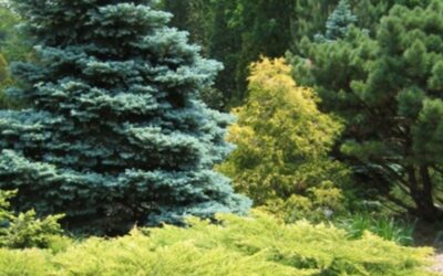 Trees: Choose Wisely and Plant Properly