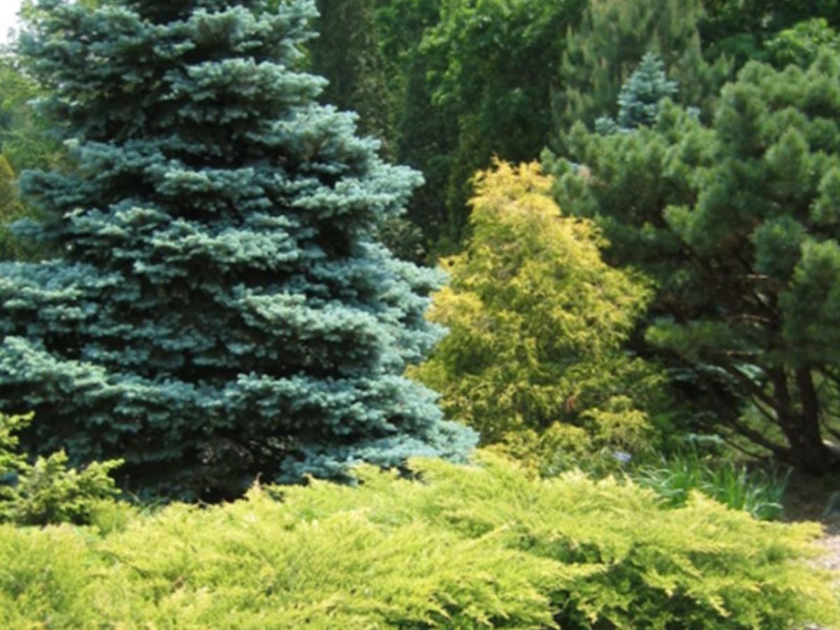 photo of various colored trees