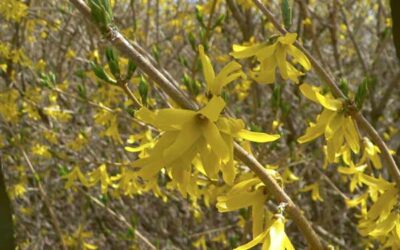 Add Color to Your Landscape with Flowering Shrubs