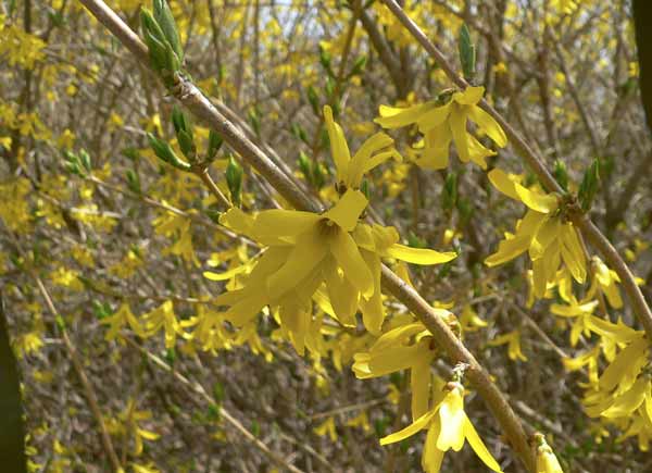 Photo of a Forsythia Bush with bright yellow flowers