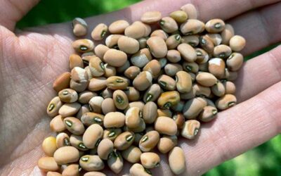 A Native Approach to Seed Saving