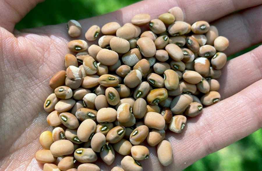 Hand holding bean seeds